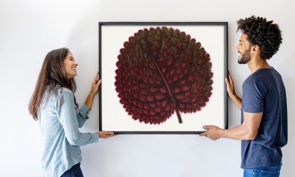 PictufyLes Plantes a Feuillage Colore