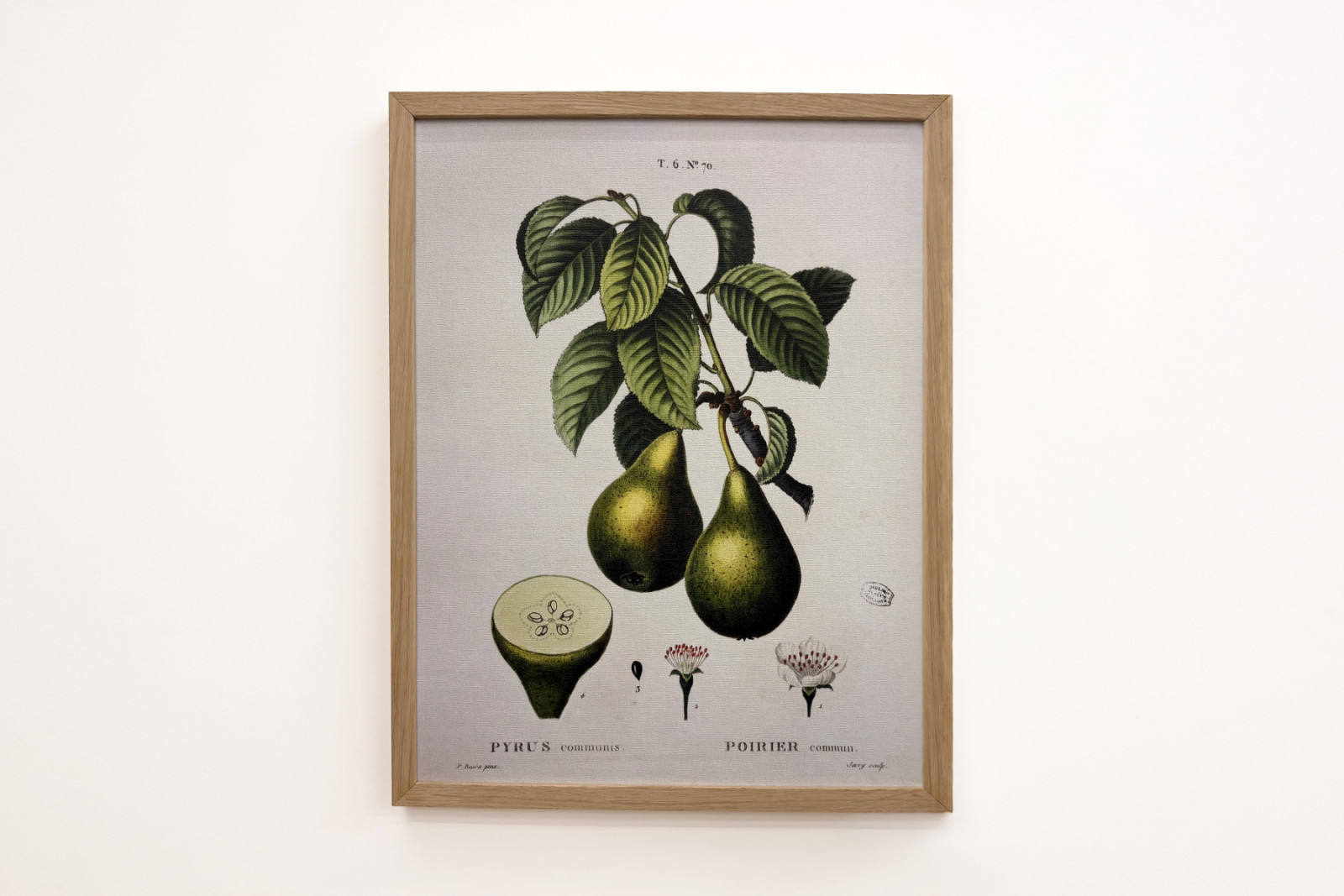 Poirier - i "" New Duhamel du Monceau eller afhandling om træer og buske, der dyrker i Frankrig"", figurer ifølge tegningerne af P.J. Redoute og P. Bessa, Paris - Pierre Joseph (after) Redoute