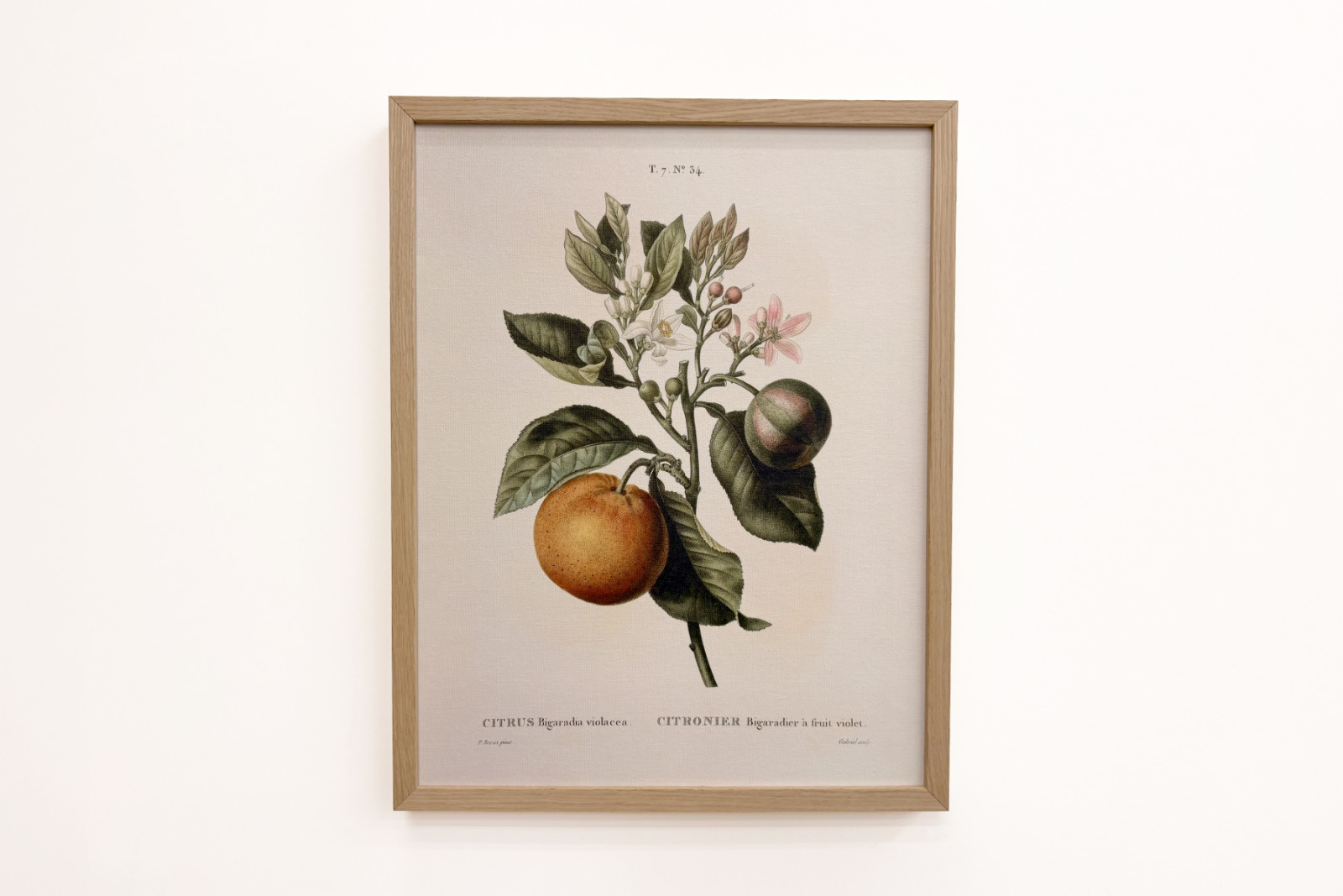 Bitter appelsin (Citrus aurantium) med violet frugt af Pierre Joseph Redoute (1759-1840) - Pierre-Joseph Redouté