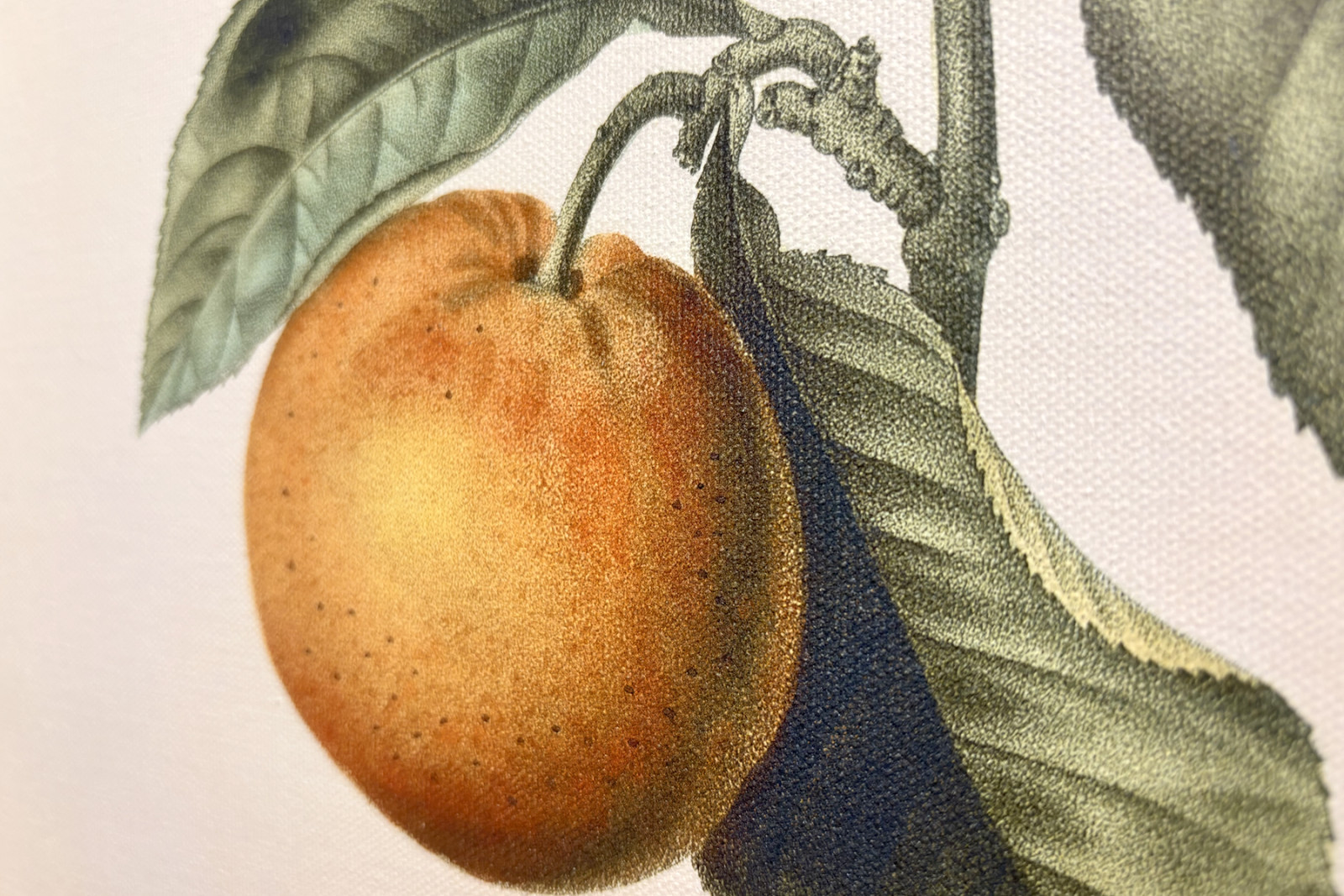 Bitter appelsin (Citrus aurantium) med violet frugt af Pierre Joseph Redoute (1759-1840) - Pierre-Joseph Redouté