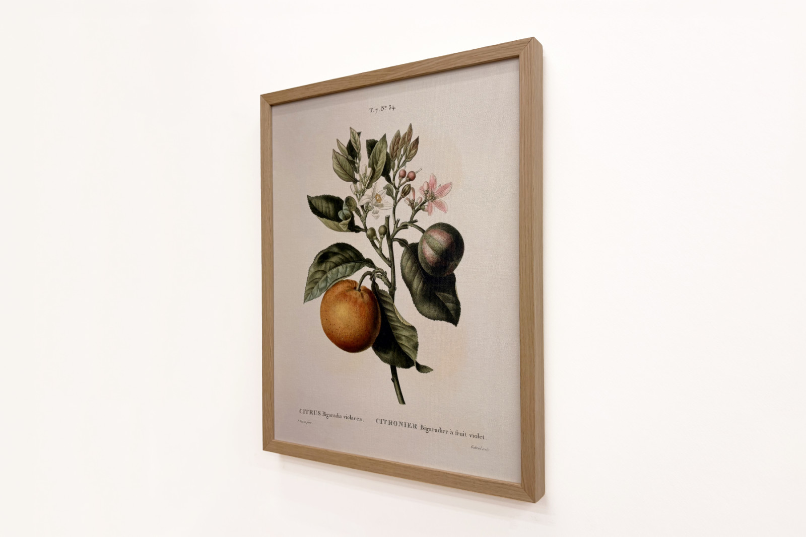 Bitter appelsin (Citrus aurantium) med violet frugt af Pierre Joseph Redoute (1759-1840) - Pierre-Joseph Redouté