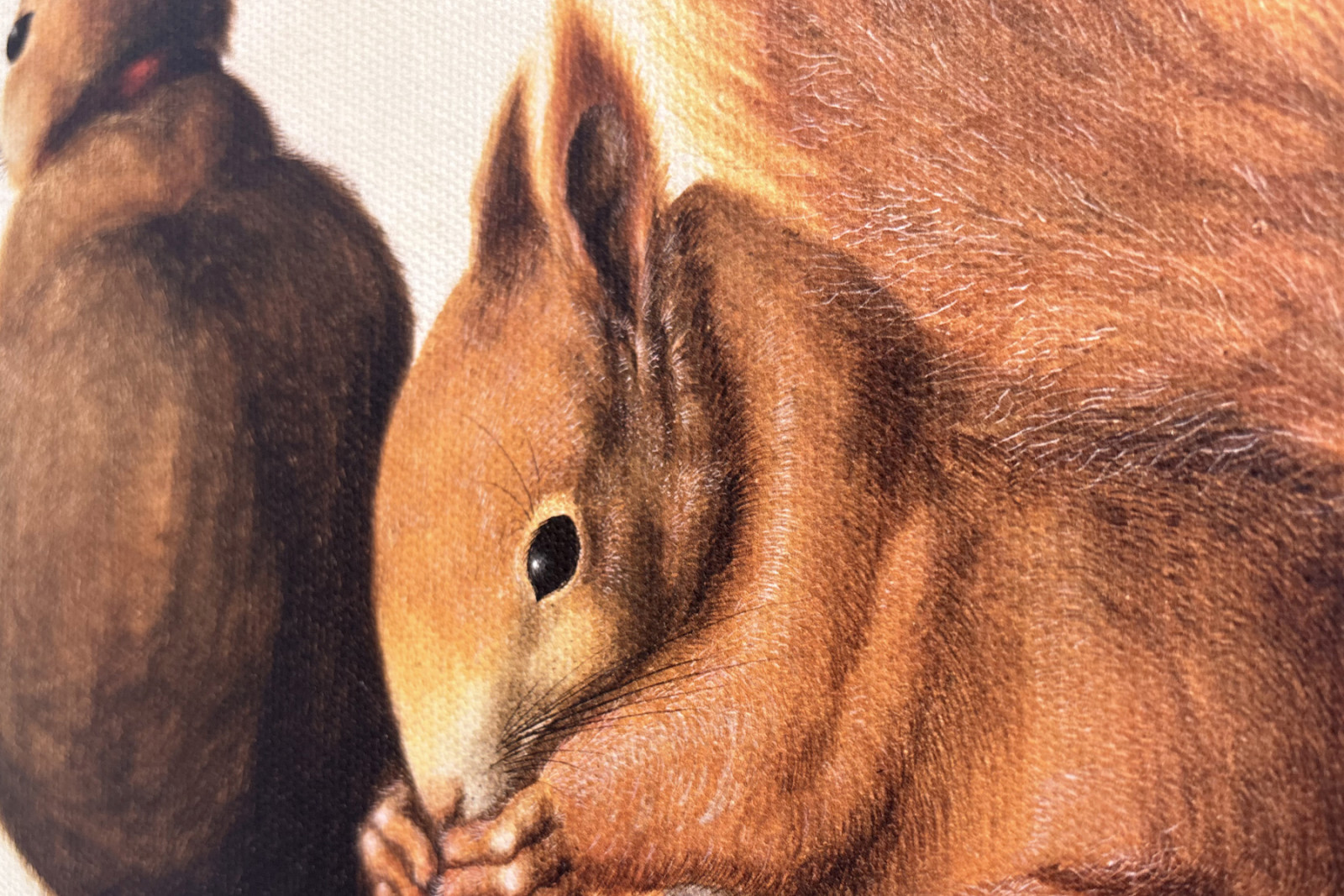 Egern, 1512 (tempera på pergament) - Albrecht Dürer