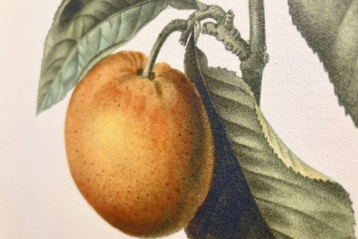 Bitter appelsin (Citrus aurantium) med violet frugt af Pierre Joseph Redoute (1759-1840)