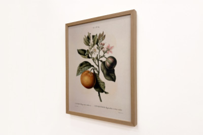 Bitter appelsin (Citrus aurantium) med violet frugt af Pierre Joseph Redoute (1759-1840)
