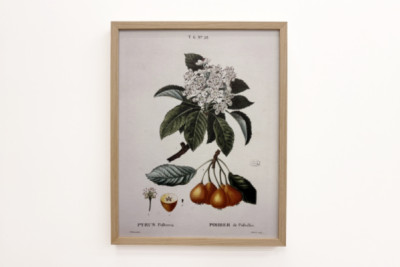 Poirier de Pollviller - i "" New Duhamel du Monceau eller afhandling om træer og buske, der dyrker i Frankrig"", figurer ifølge tegningerne af P.J. Redoute og P. Bessa, Paris