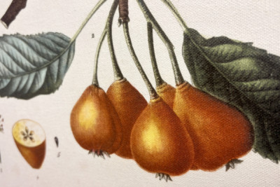 Poirier de Pollviller - i "" New Duhamel du Monceau eller afhandling om træer og buske, der dyrker i Frankrig"", figurer ifølge tegningerne af P.J. Redoute og P. Bessa, Paris