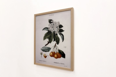 Poirier de Pollviller - i "" New Duhamel du Monceau eller afhandling om træer og buske, der dyrker i Frankrig"", figurer ifølge tegningerne af P.J. Redoute og P. Bessa, Paris