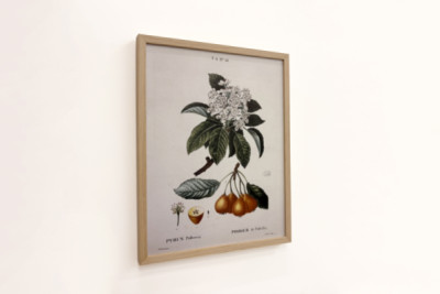 Poirier de Pollviller - i "" New Duhamel du Monceau eller afhandling om træer og buske, der dyrker i Frankrig"", figurer ifølge tegningerne af P.J. Redoute og P. Bessa, Paris
