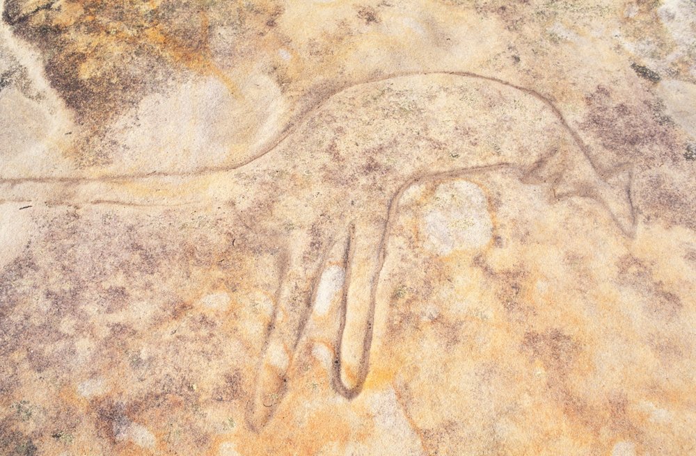 Australien, Sydney, Royal National Park, Jibbon Head, aboriginal helleristning af kænguru af Unknown