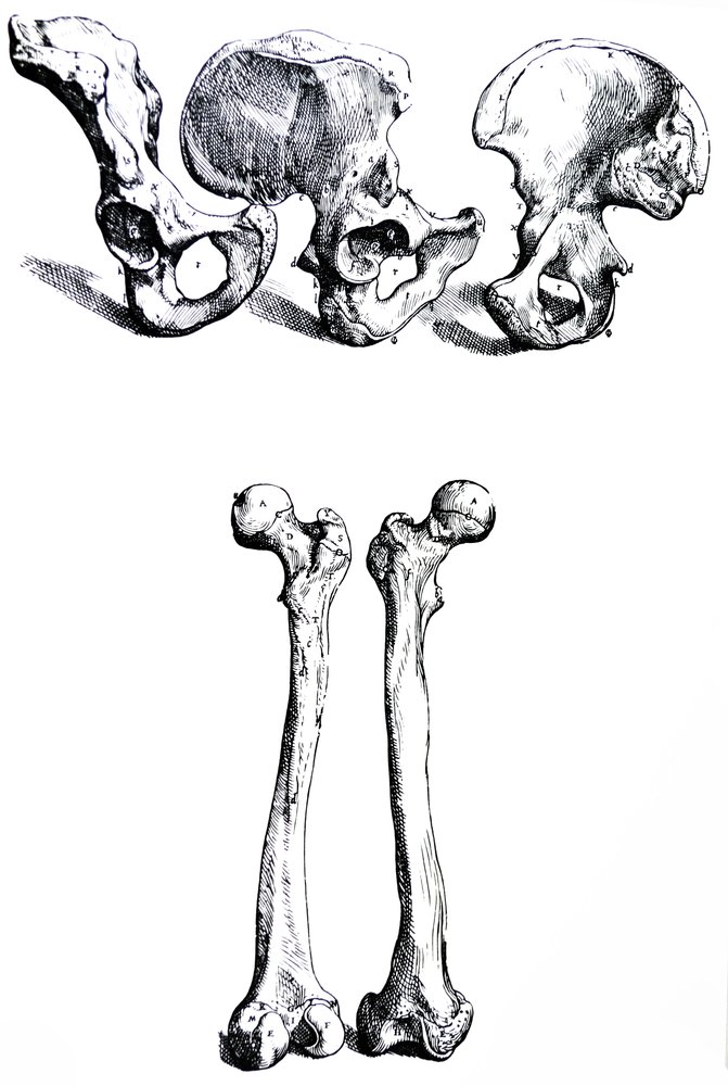 Pladerne fra den første bog af De Humani Corporis Fabrica af Andreas Vesalius