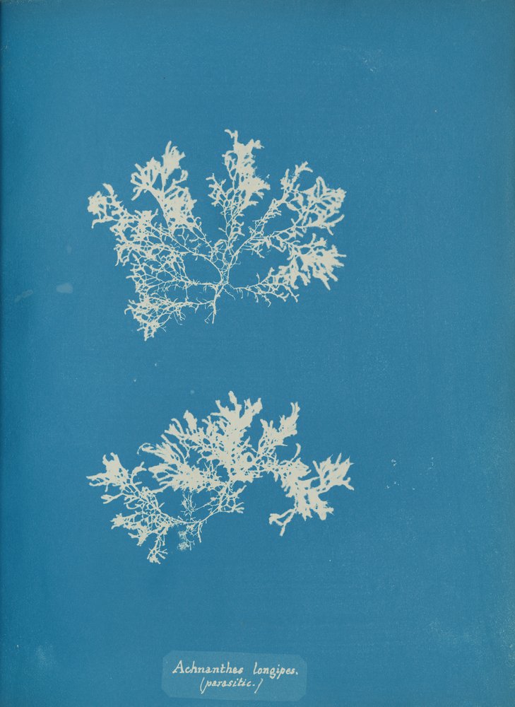 Achnanthes longipes. parasitisk., ca. 1853. af Anna Atkins
