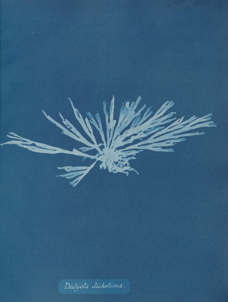 Dictyota dichotoma, ca. 1853. af Anna Atkins