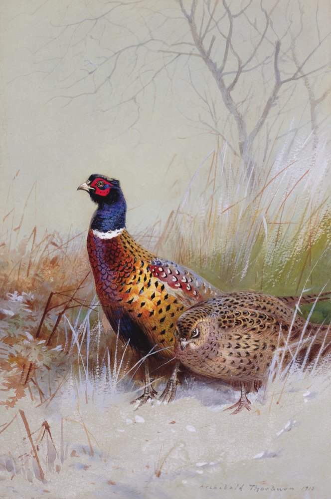 Kinesiske ringhalsede fasaner i sneen, 1910 (wc und gouache på papir) af Archibald Thorburn