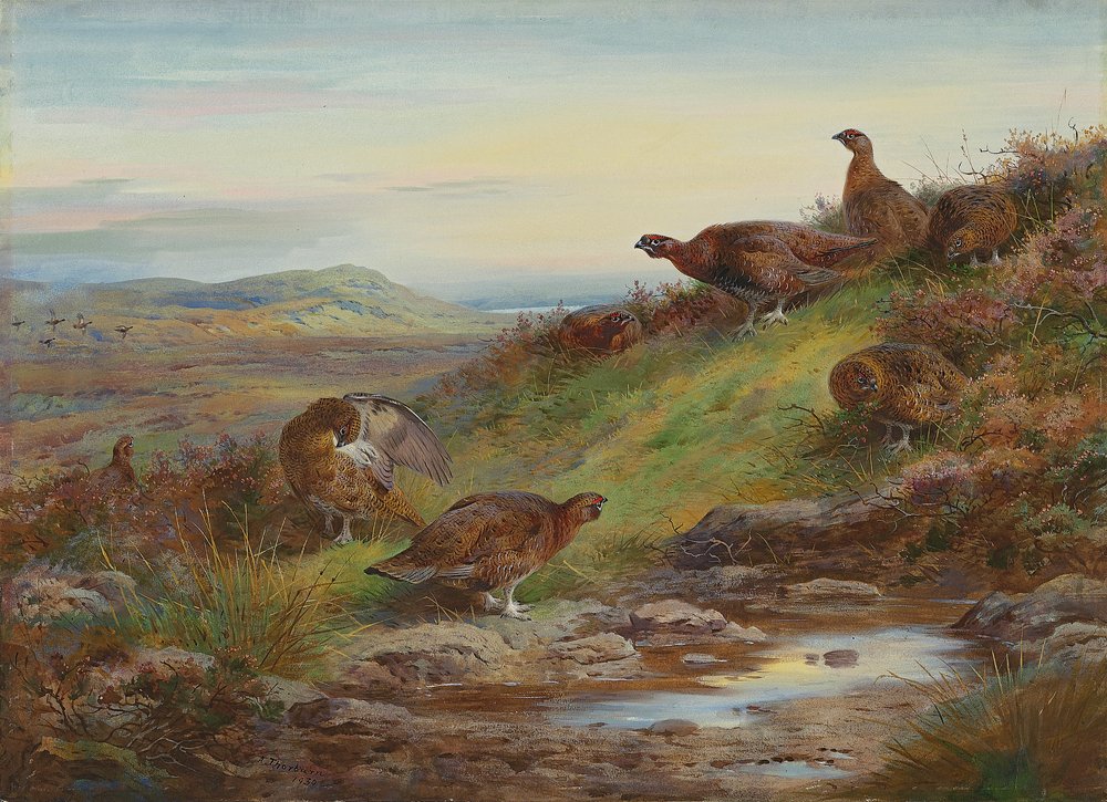 En flok skotske ryper ved en kilde af Archibald Thorburn