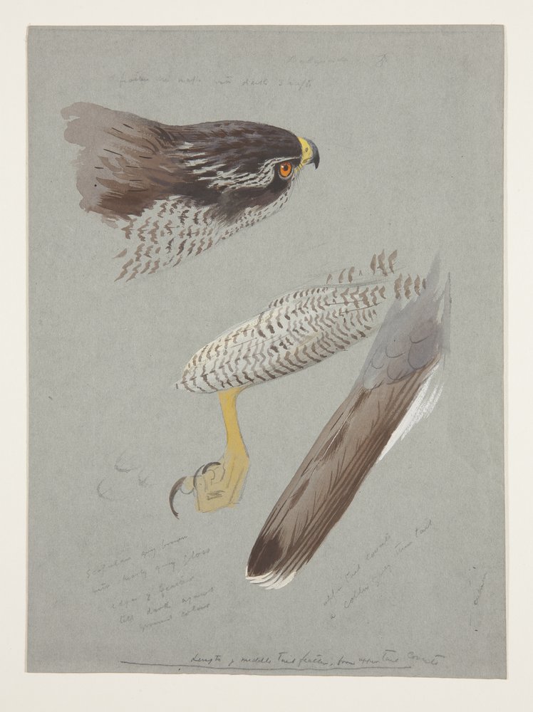 Undersøgelser af hoved, fod og vinge på hanhøge, ca. 1915 (akvarel & kropsfarve over blyant på papir) af Archibald Thorburn