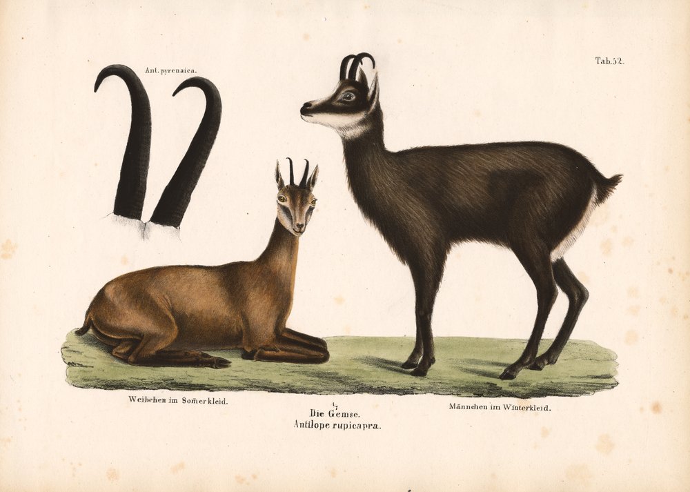 Chamois i sommer- og vinterfrakke af Conrad Kull