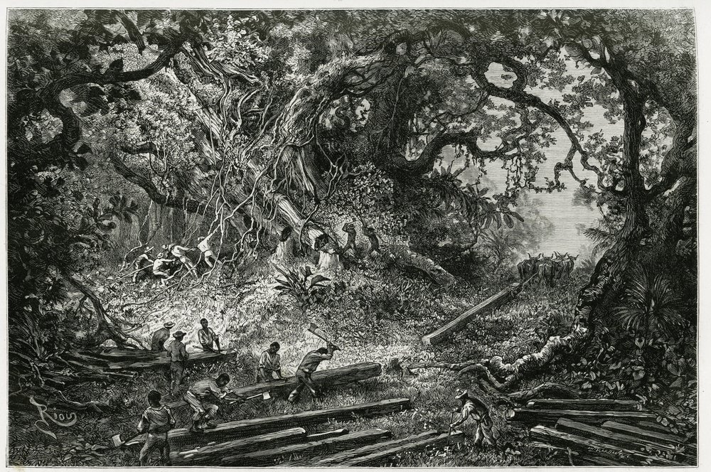 Udnyttelsen af mahogni i Andes-skovene. Gravering af Riou, for at illustrere historien "" Rejsen til Yucatan og Lacandons land "", i 1882, af Desire Charnay (1828-1915) arkæolog og fotograf. Udgivet i Tour du monde nou af Edouard Riou