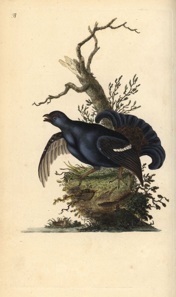 Urhane, Tetrao tetrix. Håndkoloreret kobberstik, tegnet og graveret af Edward Donovan fra hans egen „Natural History of British Birds“, London af Edward Donovan