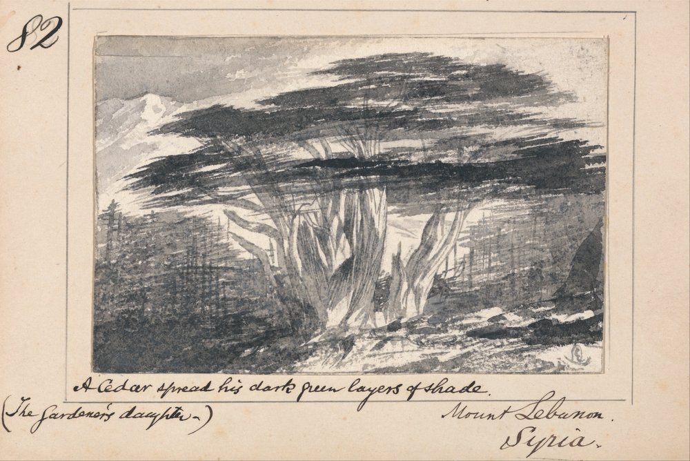Libanonbjergene, Syrien - En ceder bredte sine mørkegrønne lag af skygge ud af Edward Lear