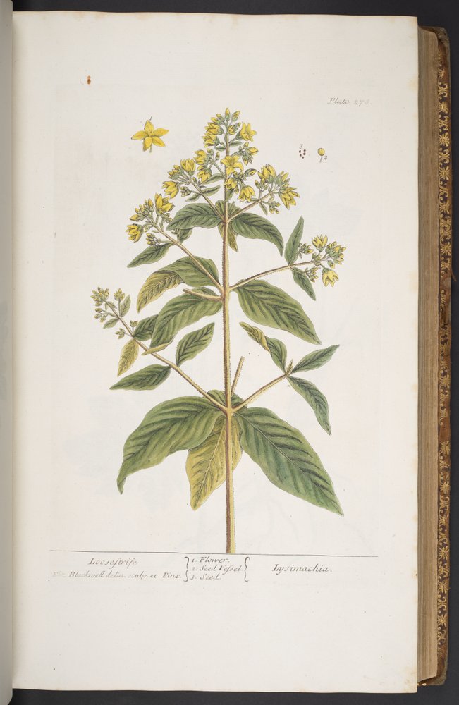 Tallerken 278, fra 
