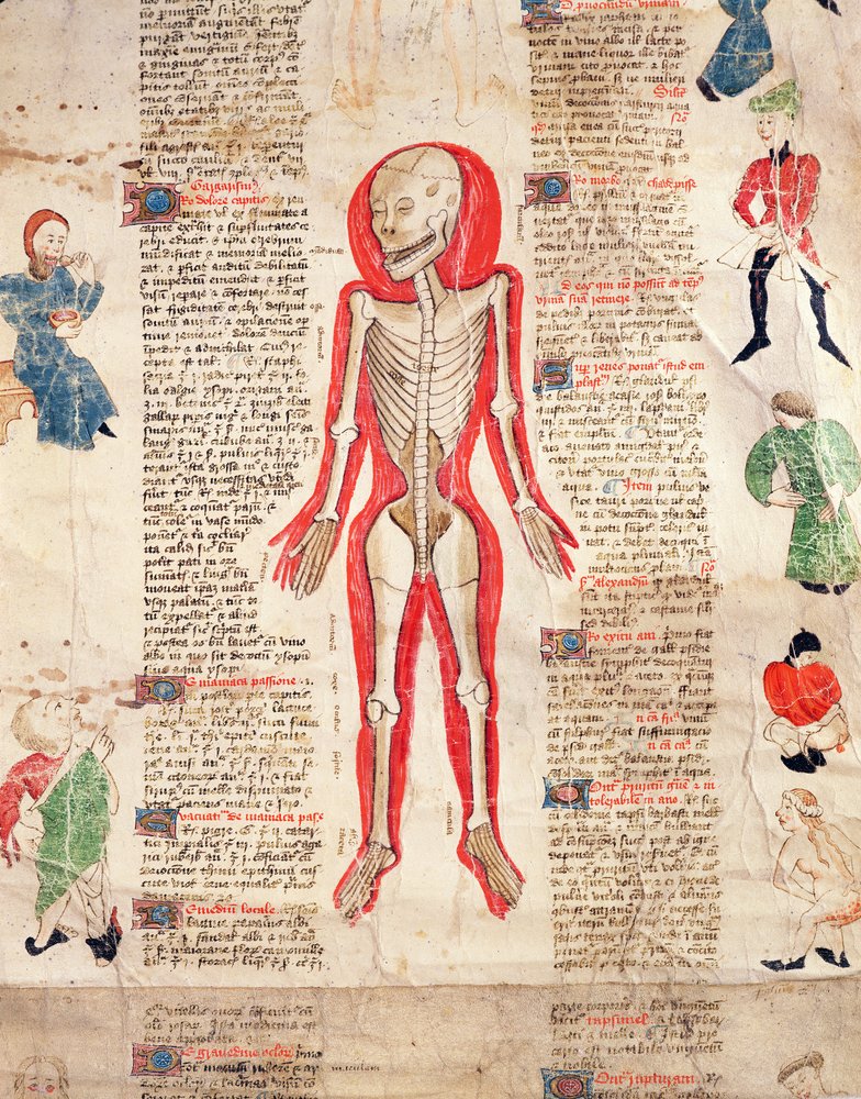 Skelet, fra De arte phisicali e de cirugia af John Ardene, 1412 af English School