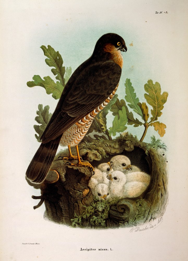 Illustration fra Eugenio Bettoni