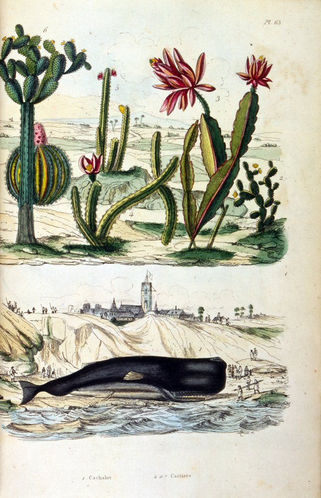 Illustration af kaktusser og en strandet hval, fra "Picturesque Dictionary of Natural History and Natural Phenomena" 19. (gravering) af Felix-Edouard Guerin