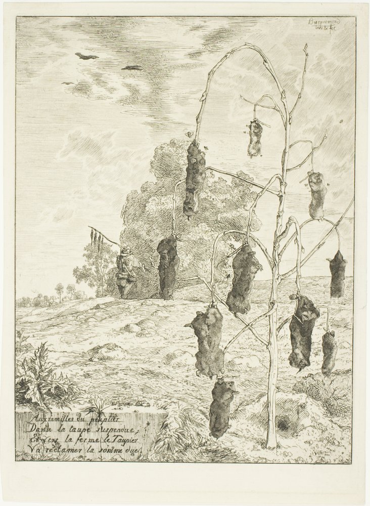 Muldvarpe af Félix Henri Bracquemond