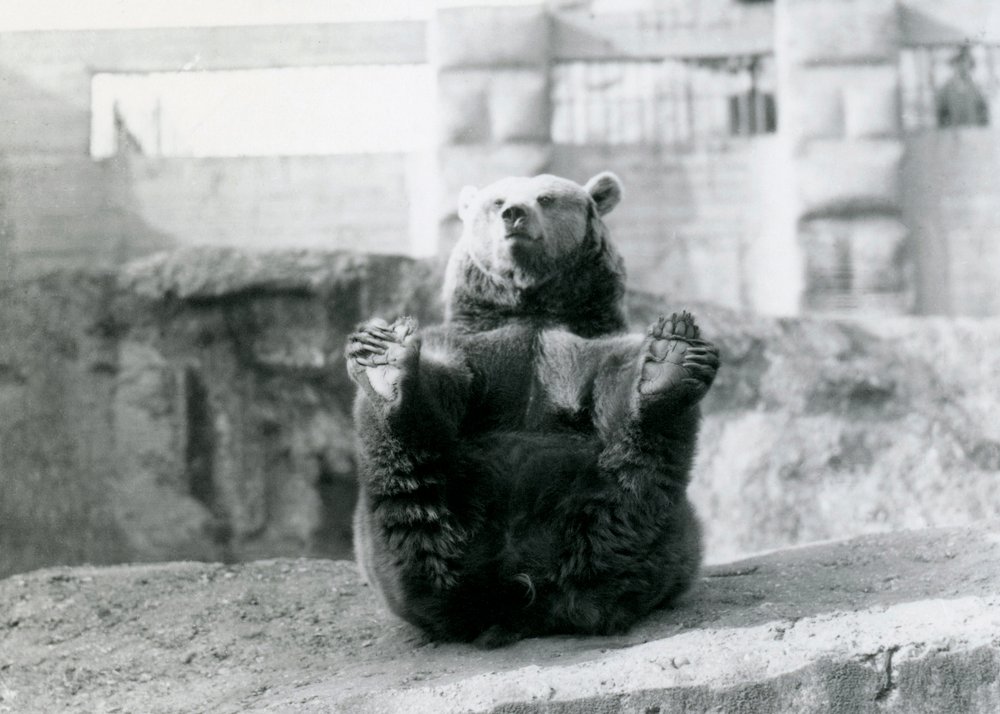 En brun bjørn læner sig tilbage og holder bagfødderne med poterne, Mappin Terraces, London Zoo, august 1921 af Frederick William Bond