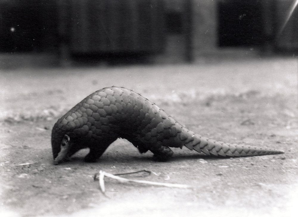 Kinesisk pangolin, juli 1925 af Frederick William Bond