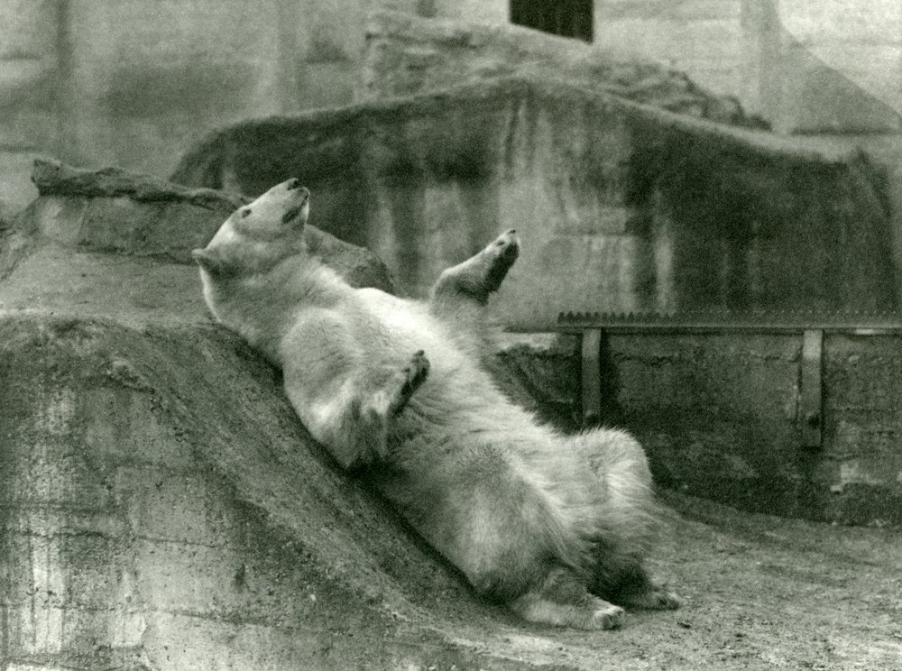 Isbjørnen Sam, tilbagelænet i sin indhegning ved foden af Mappin Terraces, London Zoo, 1923 (bw-foto) af Frederick William Bond
