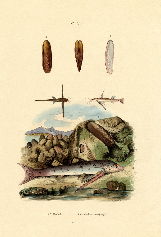 Squeaker, 1833-39 af French School