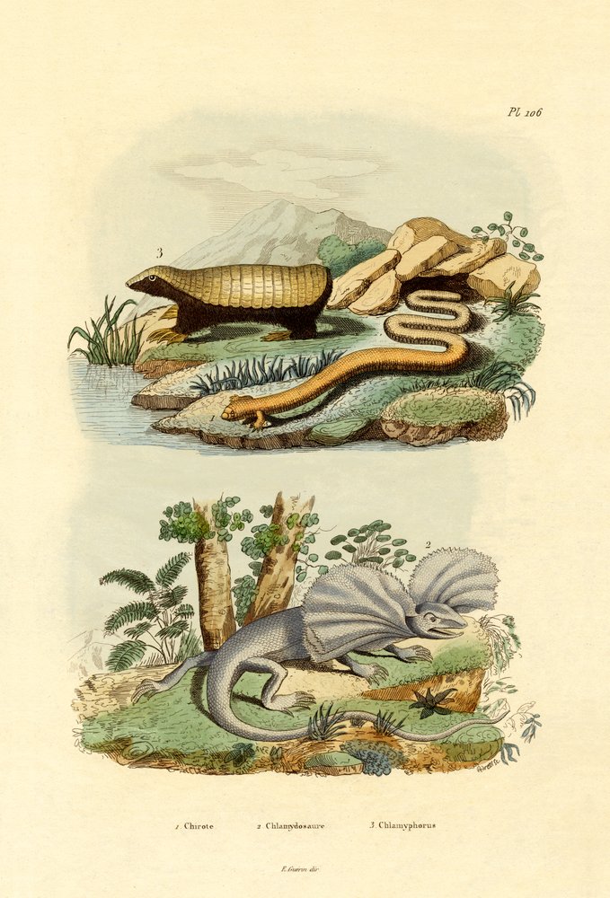 Ormeøgle, 1833-39 af French School