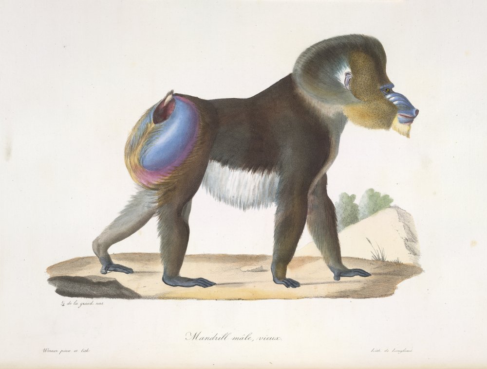 Mandrill, han, gammel. En gammel mandrillbavian, fra Natural History of Pattedyr (farve litho) af French School