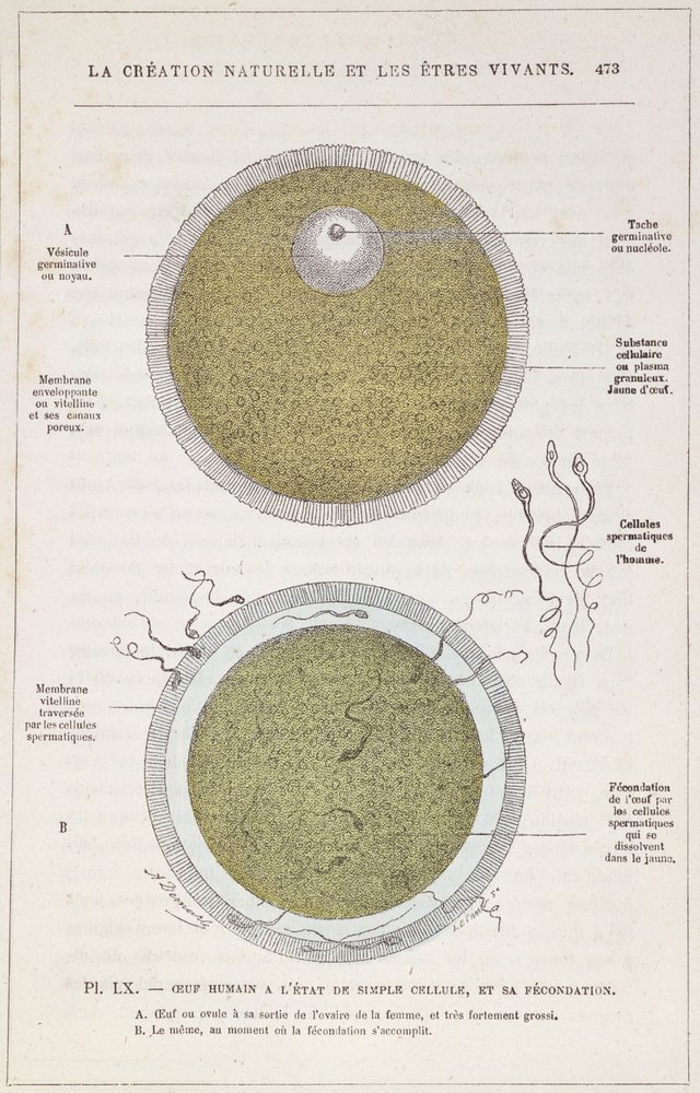 Befrugtningen af ​​et menneskeligt æg, fra naturlig skabelse og levende væsener af Dr. J. Rengade, ca. 1880 af French School