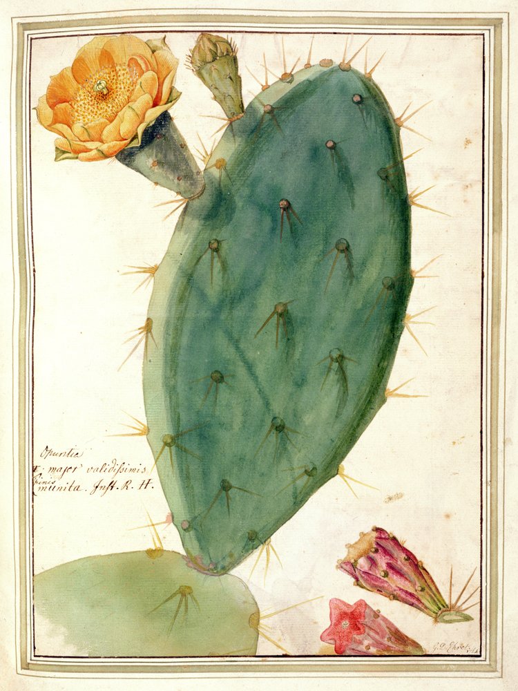 PD.115-1973. f38 Detalje af kaktus med orange blomst, ca. 1764 af Georg Dionysius Ehret