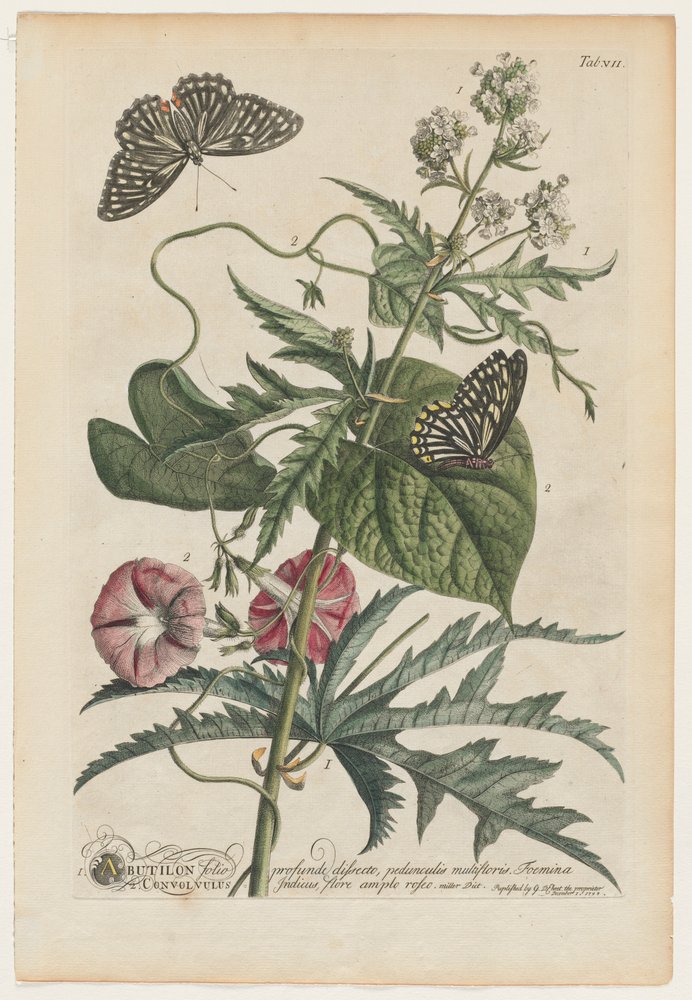 Plantae et papiliones rariores: nr. 7, 1748 af Georg Dionysius Ehret