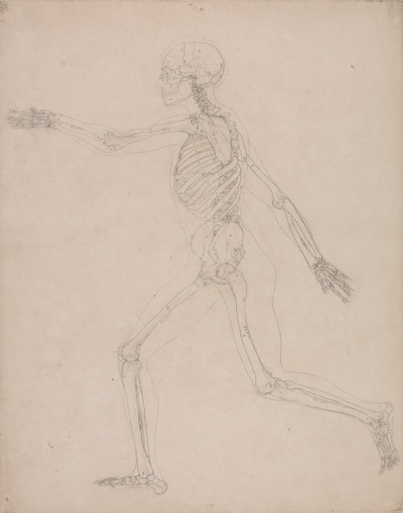 Menneskeligt skelet, set fra siden af George Stubbs