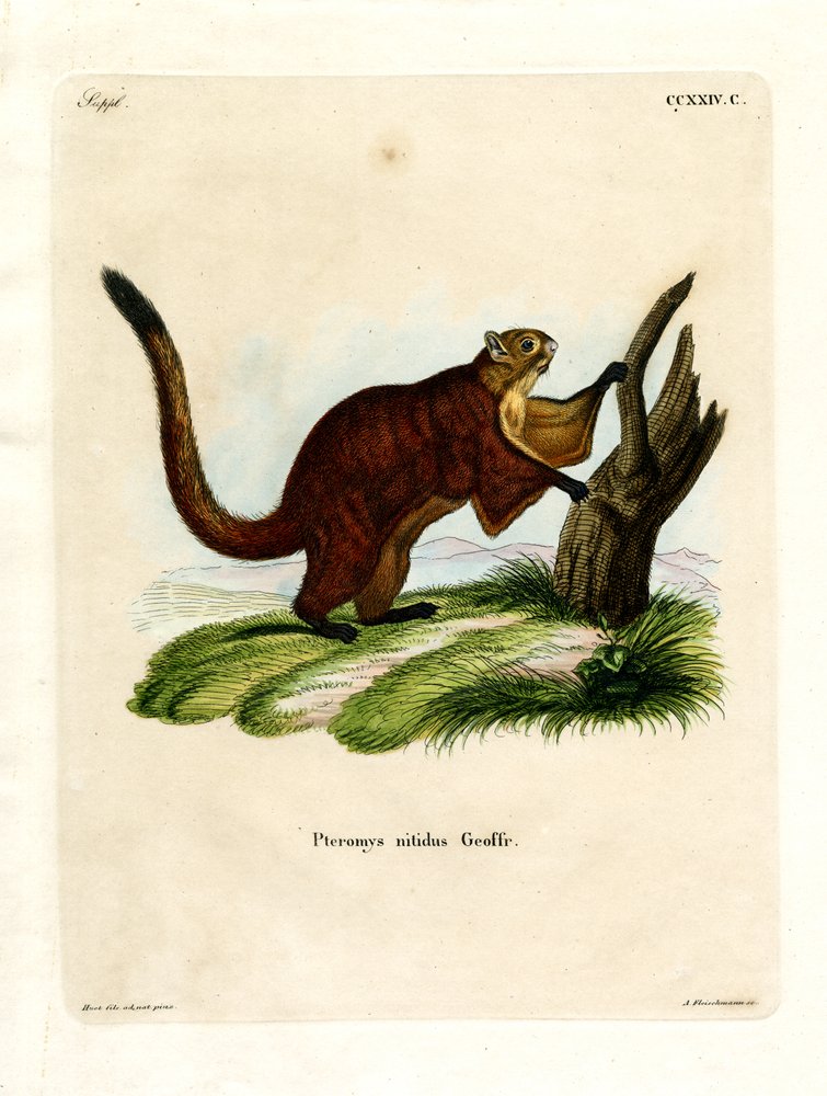 Brilliant Flying Squirrel (farvet gravering) af German School