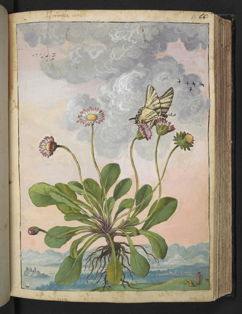 Bellis perennis, fra "Paintings of Flora of the Roman States" af Gherardo Cibo, Add MS 22333, f067r, c.1564-84 (akvarel & gouache på papir) af Gherardo Cibo