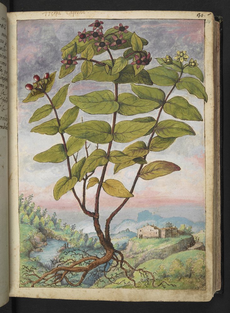 Hypericum hircinum, fra "Paintings of Flora of the Roman States" af Gherardo Cibo, Add MS 22333, f034r, c.1564-84 (akvarel & gouache på papir) af Gherardo Cibo