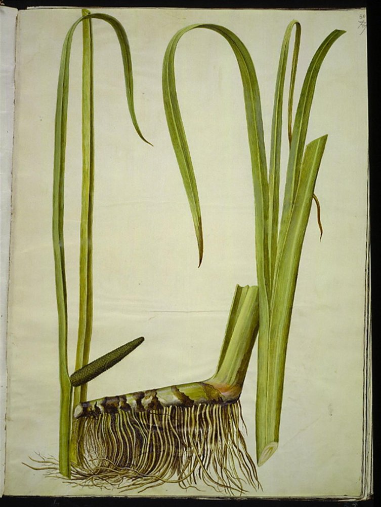 Acorus kalmus (almindelig kalmus) af Hans Simon Holtzbecker
