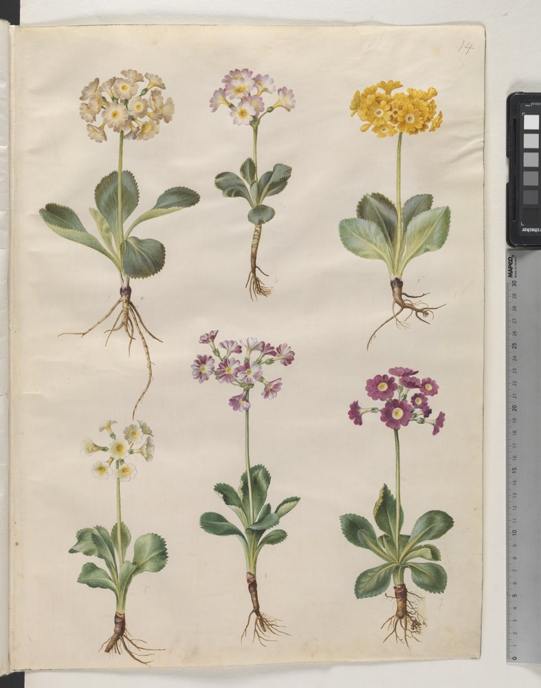Primula ×pubescens Wulfen (har auricula) af Hans Simon Holtzbecker