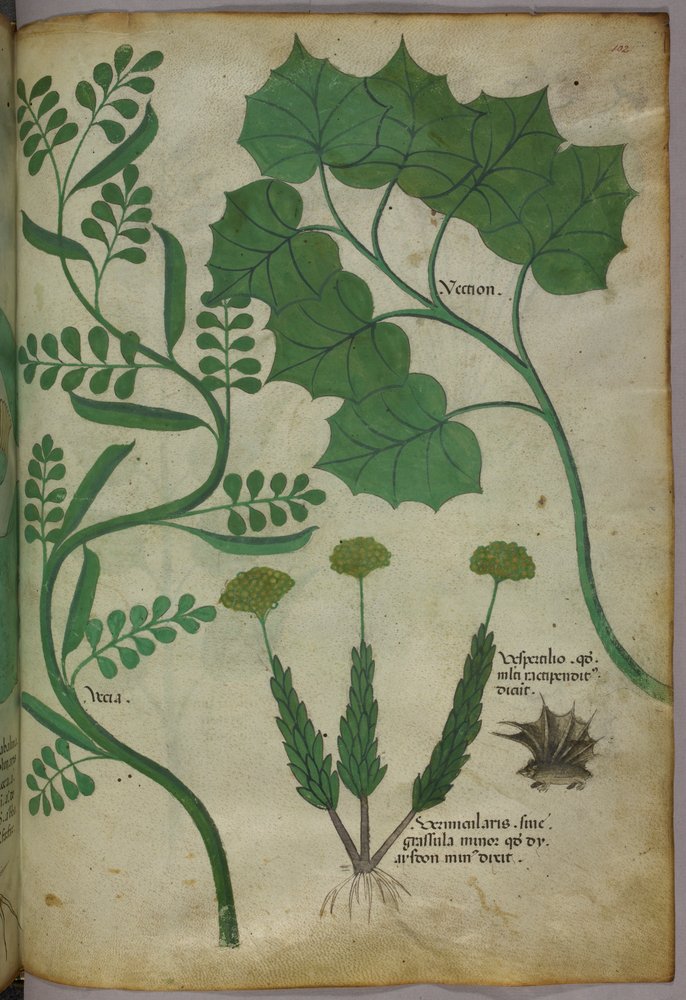 Botanisk illustration, ca. 1440 (blæk og farve på pergament) af Italian School