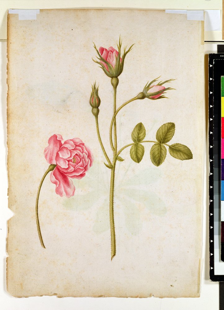 Pink Rose, ca. 1568 af Jacques Le Moyne