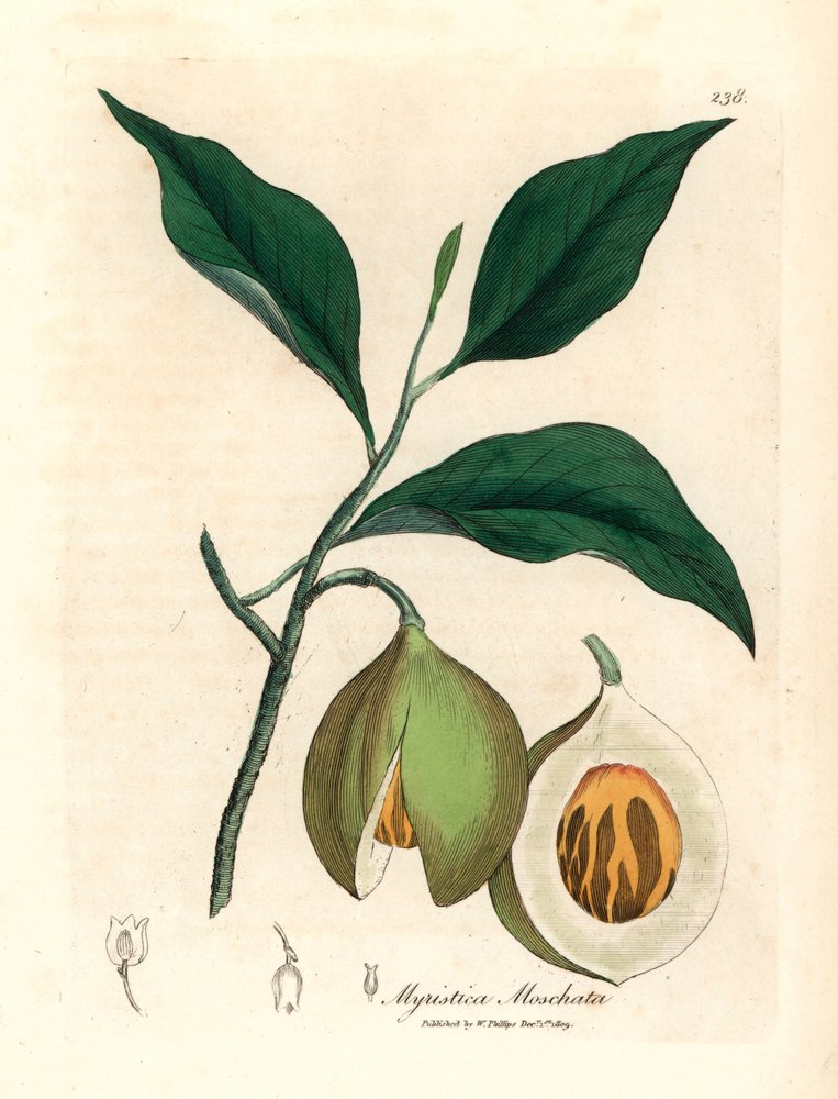 Muskat- og mace-træ, Myristica moschata, Myristica fragrans, fra en botanisk illustration af James Sowerby fra William Woodville og Sir William Jackson Hookers "Medical Botany" 1832 (håndfarvet kobberstik) af James (after) Sowerby