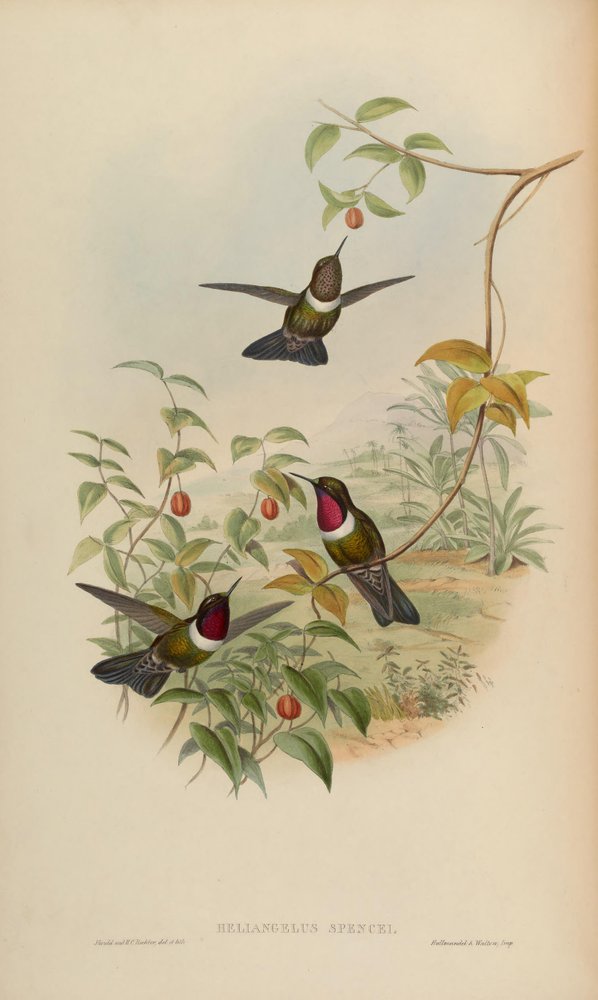 Heliangelus spencei = Heliangelus amethysticollis spencei af John Gould