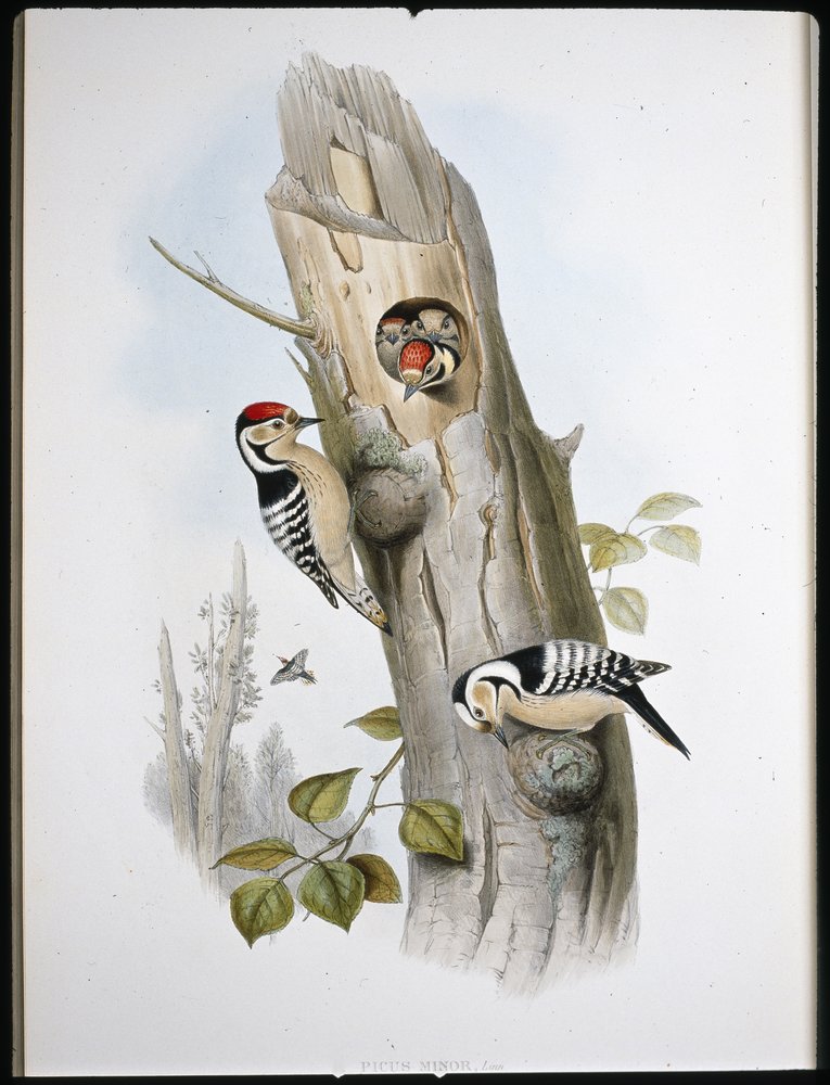 Lille spætte (Picus Minor) (håndfarvet litho) af John (after) Gould