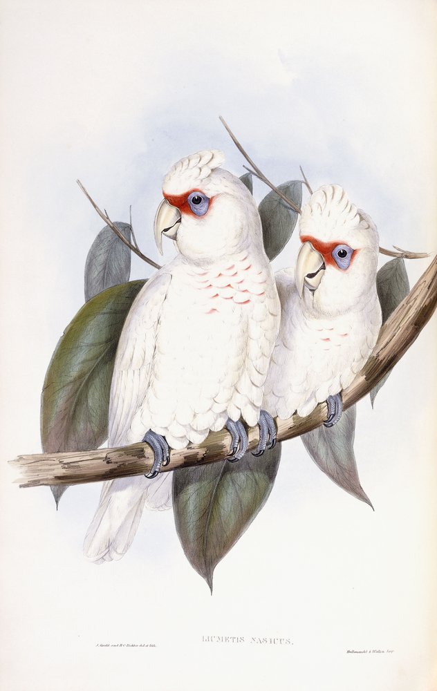 Langnæbbet kakadue af John Gould