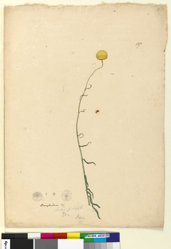 Side 127. Craspedia, ca. 1803-06 (wc, pen, blæk og blyant) af John William Lewin
